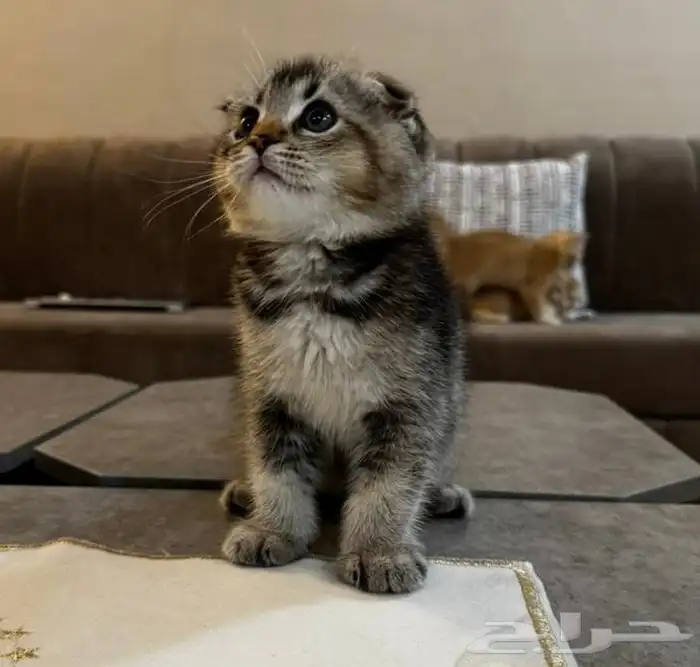 قطط سكوتش بجدة 3