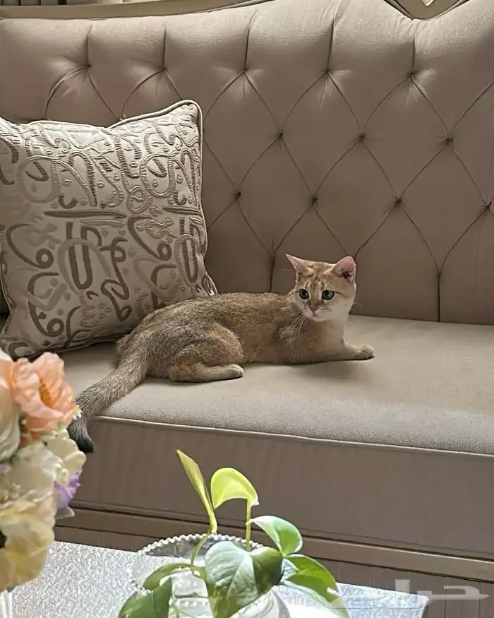 قطه للتبني 3