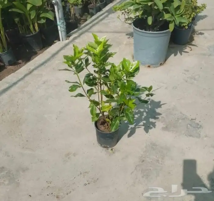 مزارع ومنسق حدائق 2