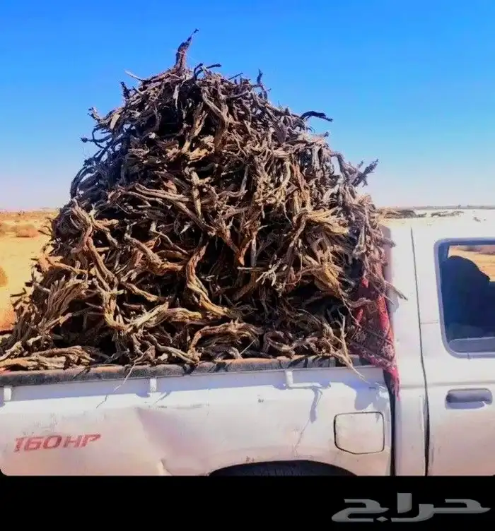 جروم وقيعان جزله 0