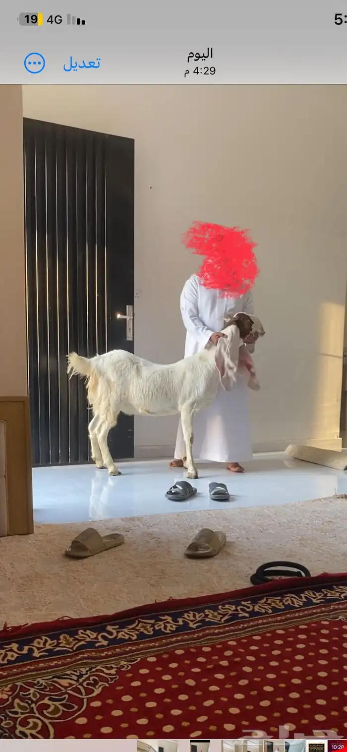 معزاء صنف سديس ولاده وثنيه في بطنها ثنين ي الريع الحلا غالي 0