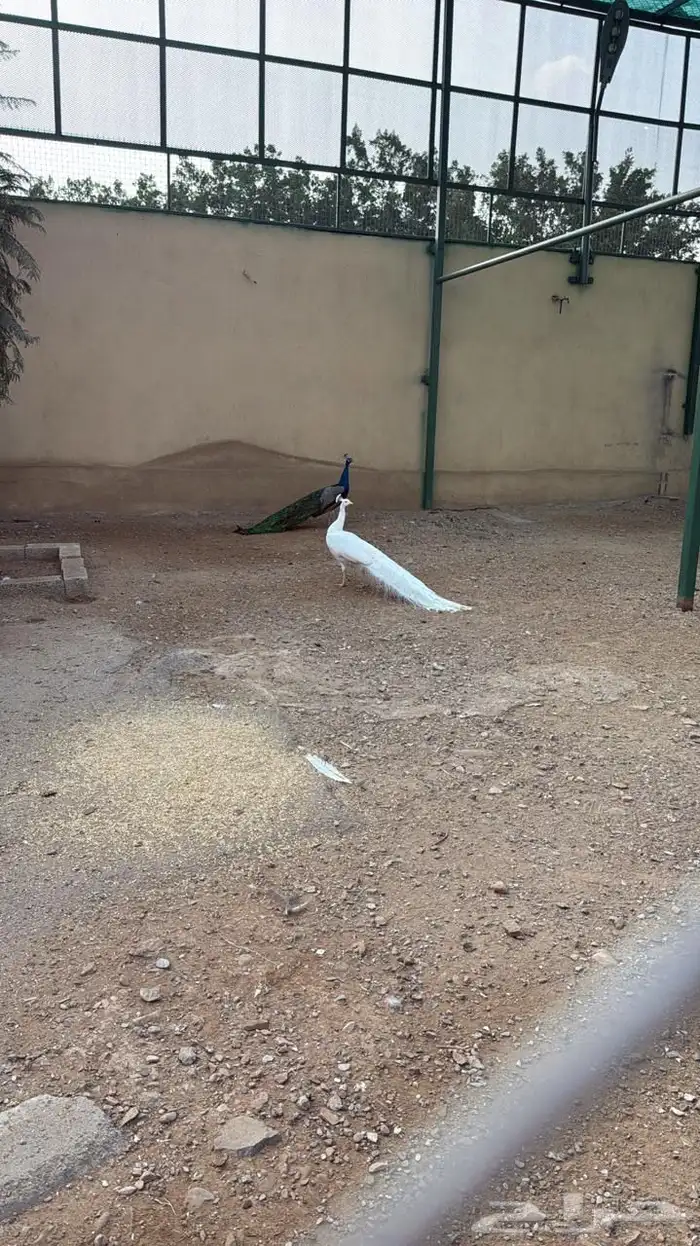 وز بلغاري وبلدي فاخر 2