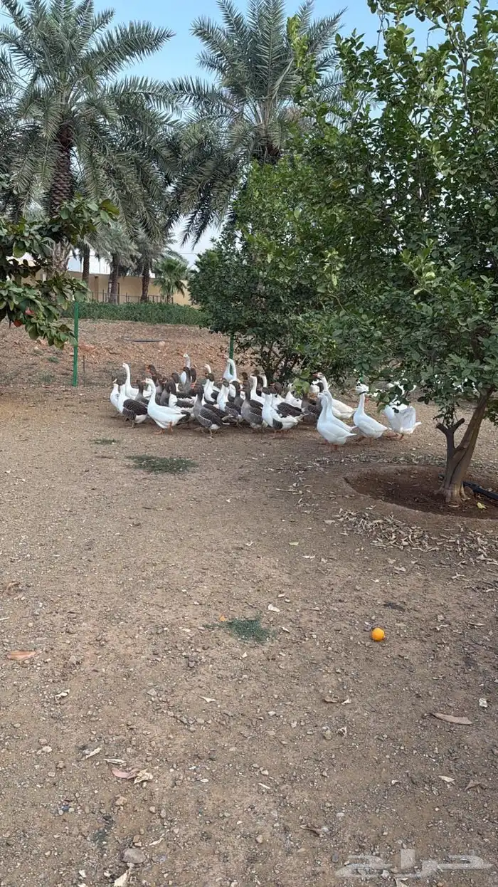 وز بلغاري وبلدي فاخر 4