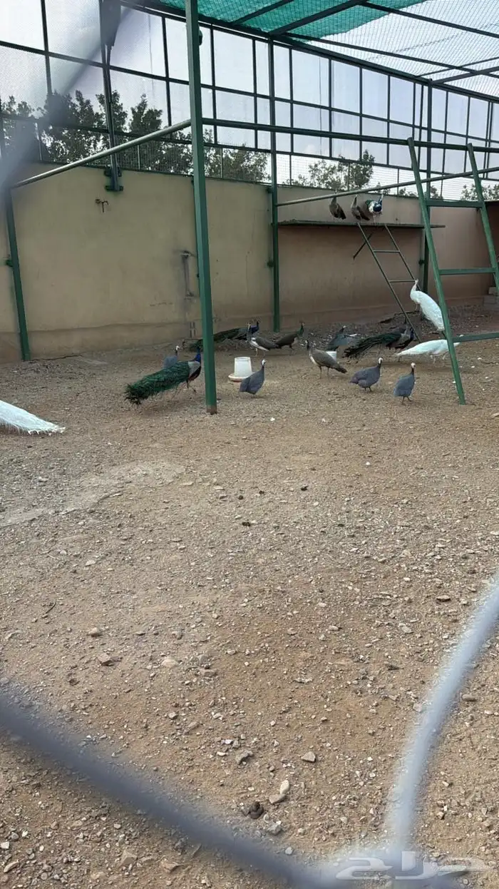 وز بلغاري وبلدي فاخر 5