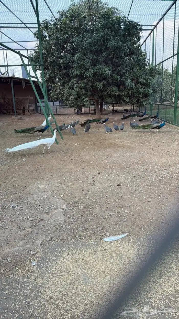 وز بلغاري وبلدي فاخر 0