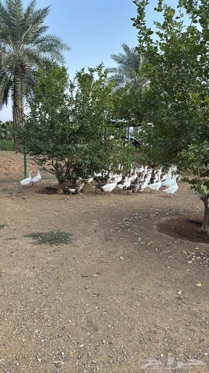 وز بلغاري وبلدي فاخر 3