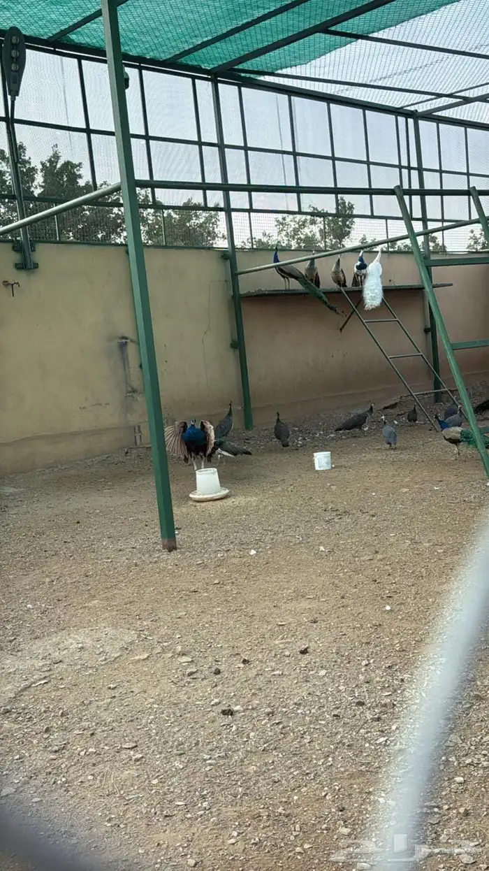 وز بلغاري وبلدي فاخر 1