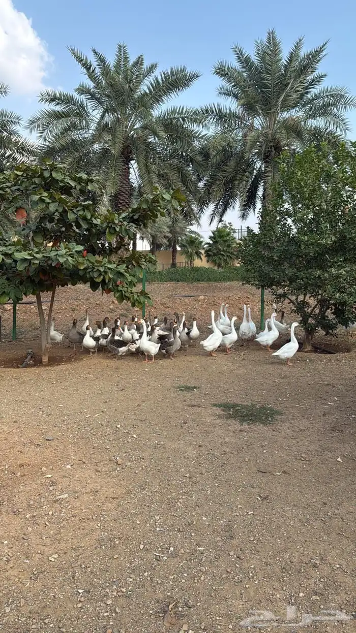 وز بلغاري وبلدي فاخر 6