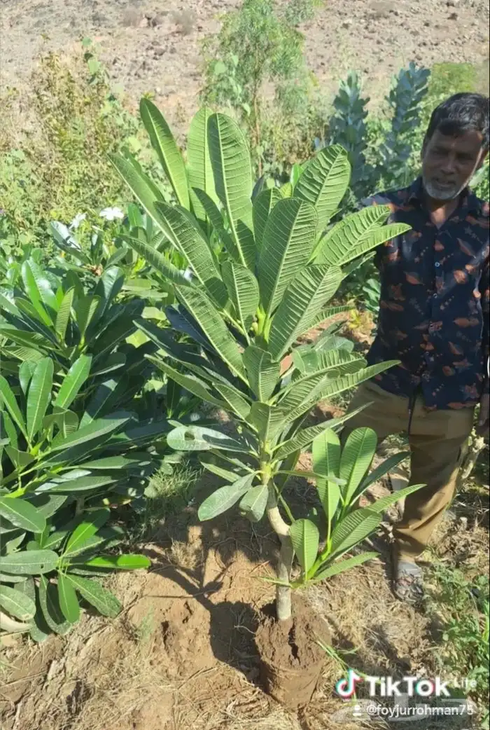 مشتل الجموم الجميع انواع اشجار با الجملة للزراعة 1