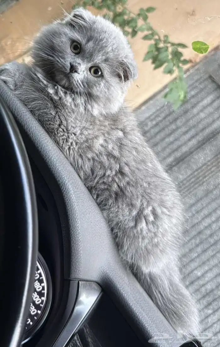 قطه سكوتش فولد بيور 1