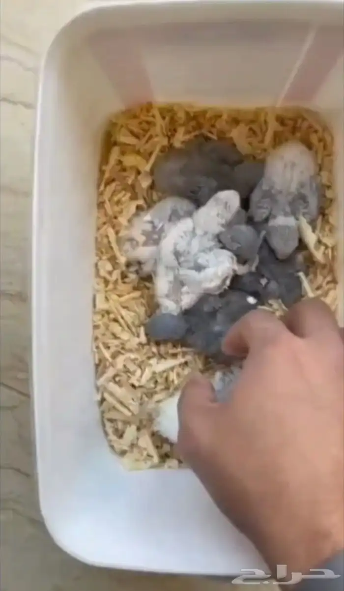 فروخ روز عرظ خاص 4