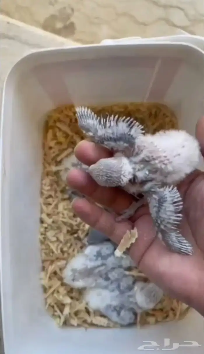 فروخ روز عرظ خاص 0