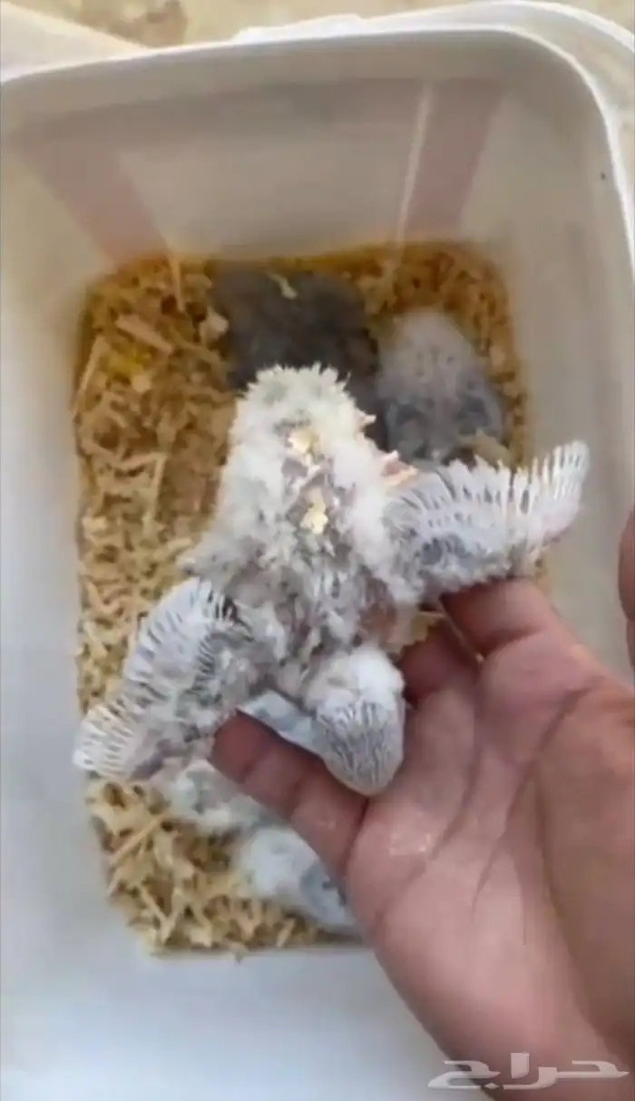 فروخ روز عرظ خاص 1