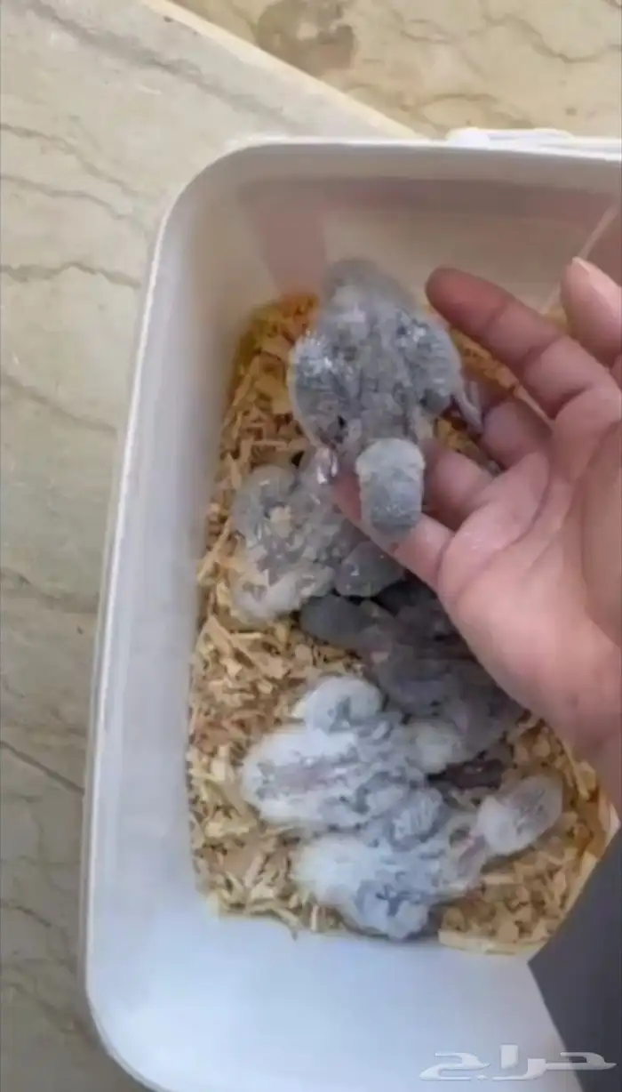 فروخ روز عرظ خاص 2