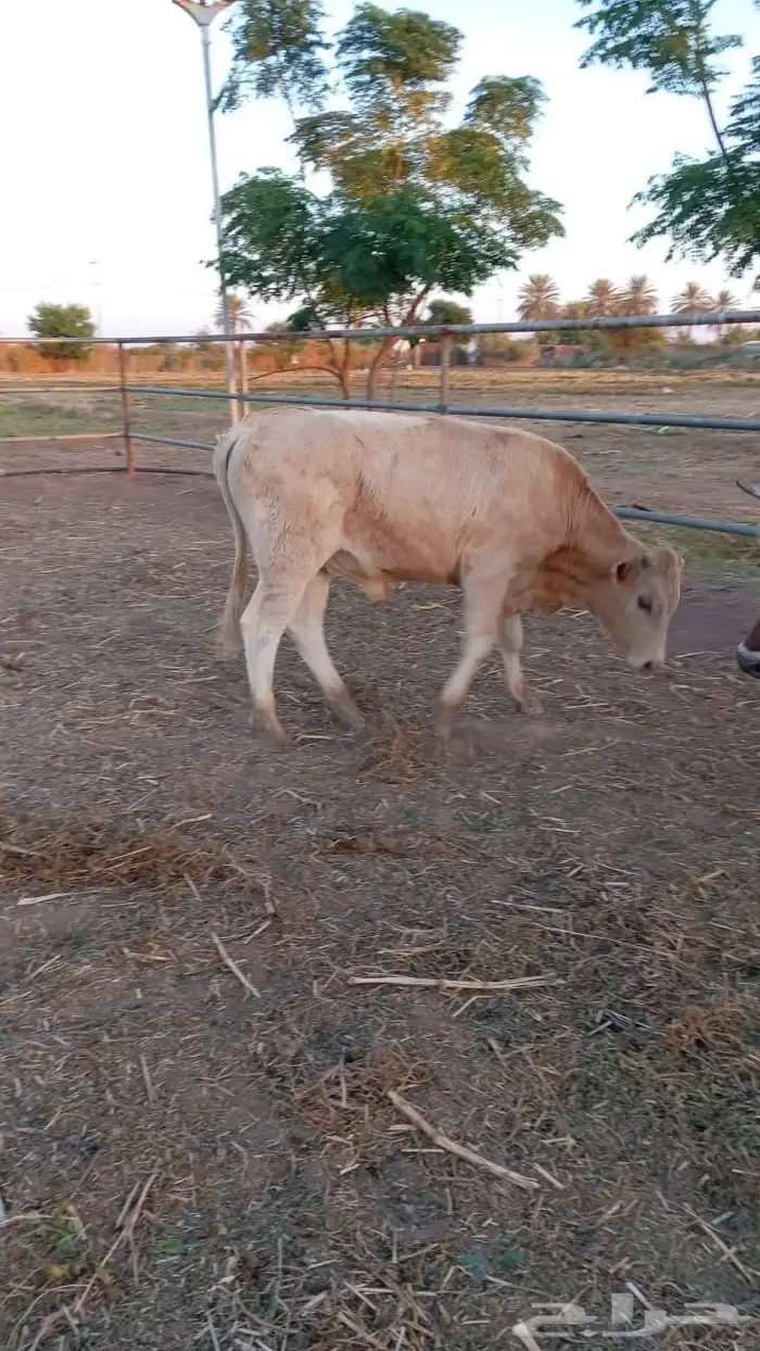 عرض بيع 10 عجول بلدي 6