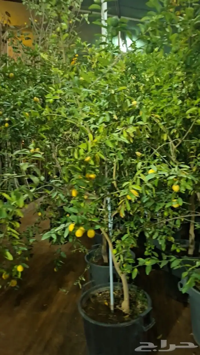 برتقال ابو صره برتقال يوسفي ليمو ابو زهيره ترنج احجام كبير 2