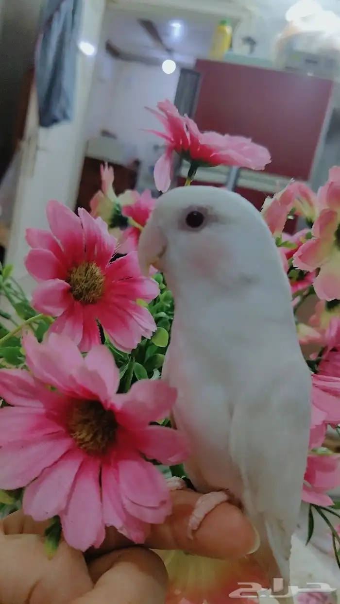 أجمل ببغاء روز أبيض صافي عيون حمرا أليف 7