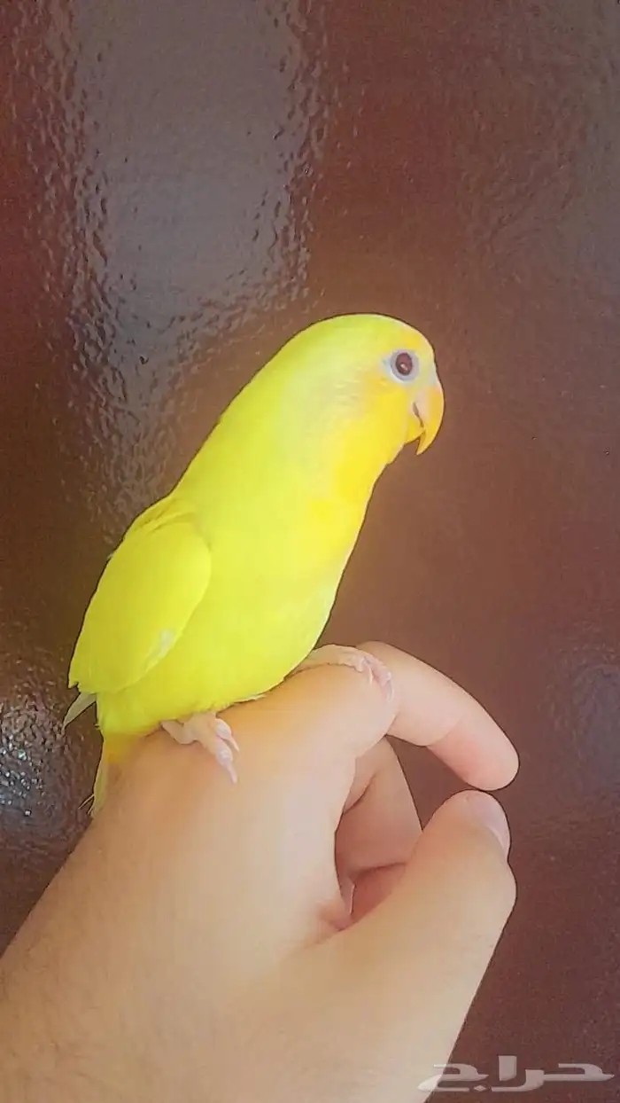 هدد فروخ روز هدد 3