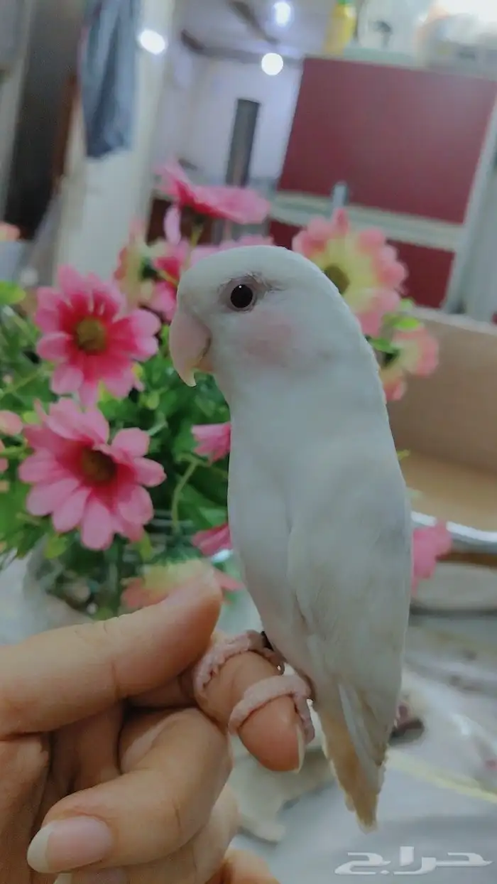 أجمل ببغاء روز أبيض صافي عيون حمرا أليف 9