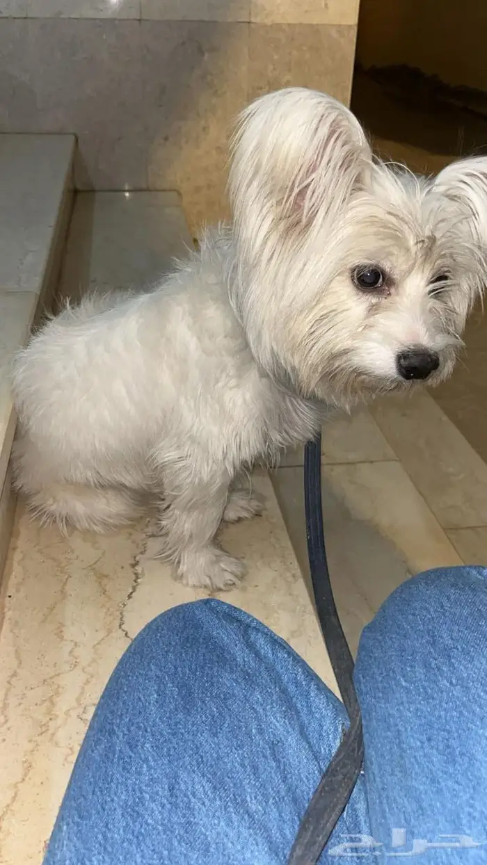 المدينه المنورة 0