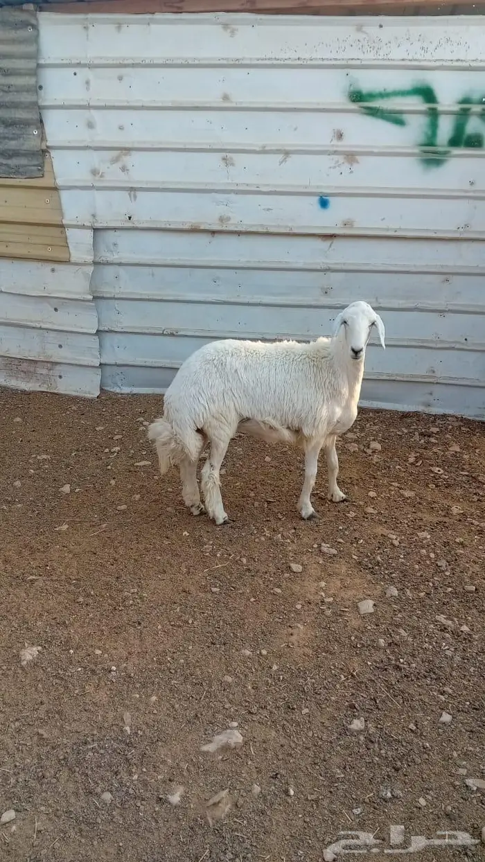 للبيع رخل حري 0