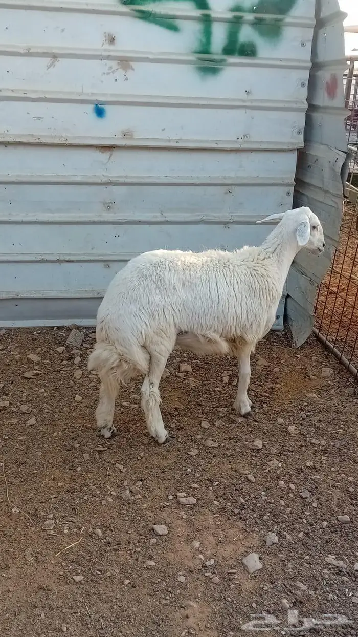 للبيع رخل حري 1