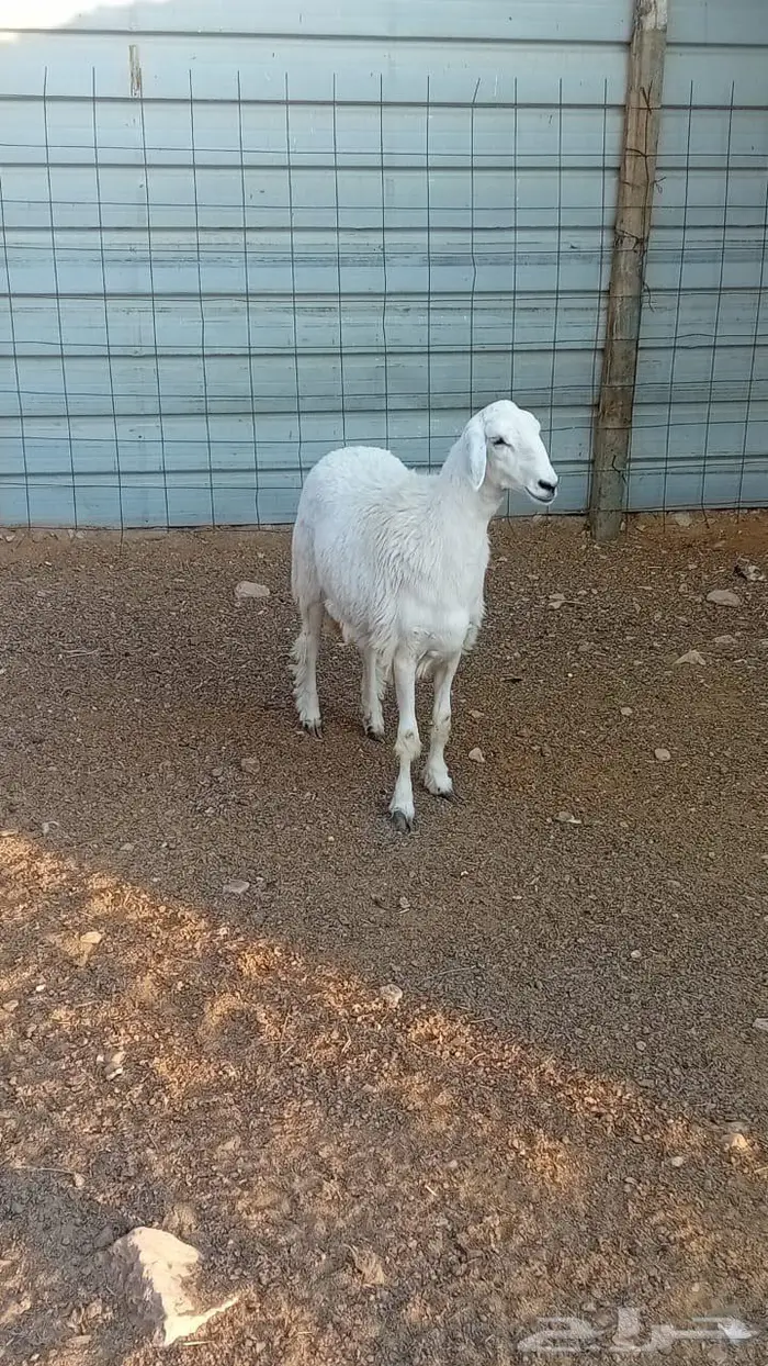 للبيع رخل حري 2