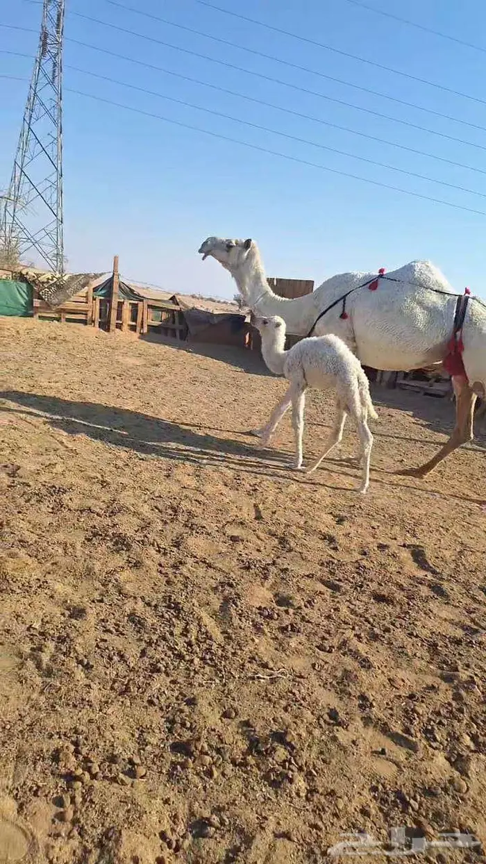 خلفه تحتها قعود هديه 0