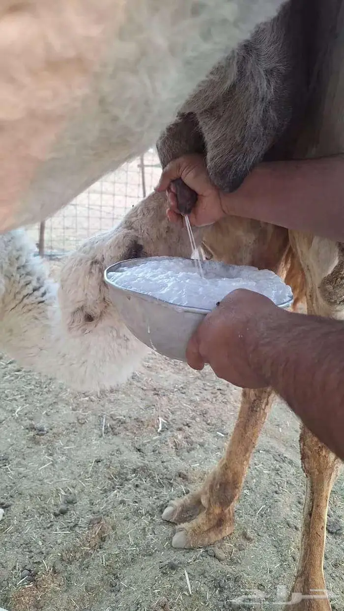 خلفه تحتها قعود هديه 1