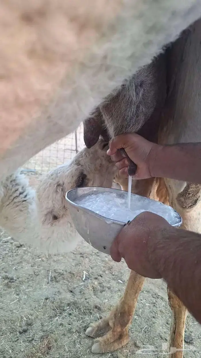 خلفه تحتها قعود هديه 2