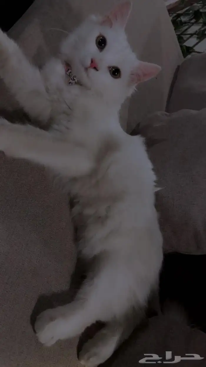 الخرج .شارع الملك عبد الله 0