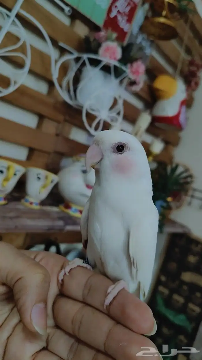 أجمل ببغاء روز أبيض صافي عيون حمرا أليف 5