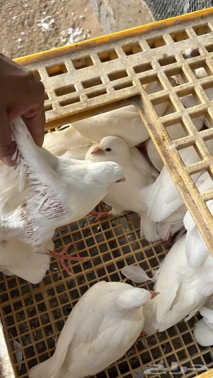 زغاليل حمام فرنسي سوبر جامبو 4