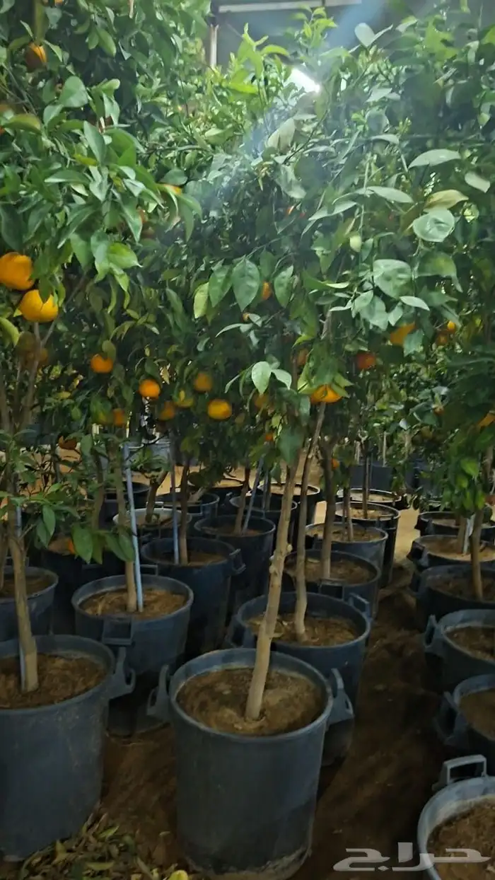 برتقال ابو صره برتقال يوسفي ليمو ابو زهيره ترنج احجام كبير 1