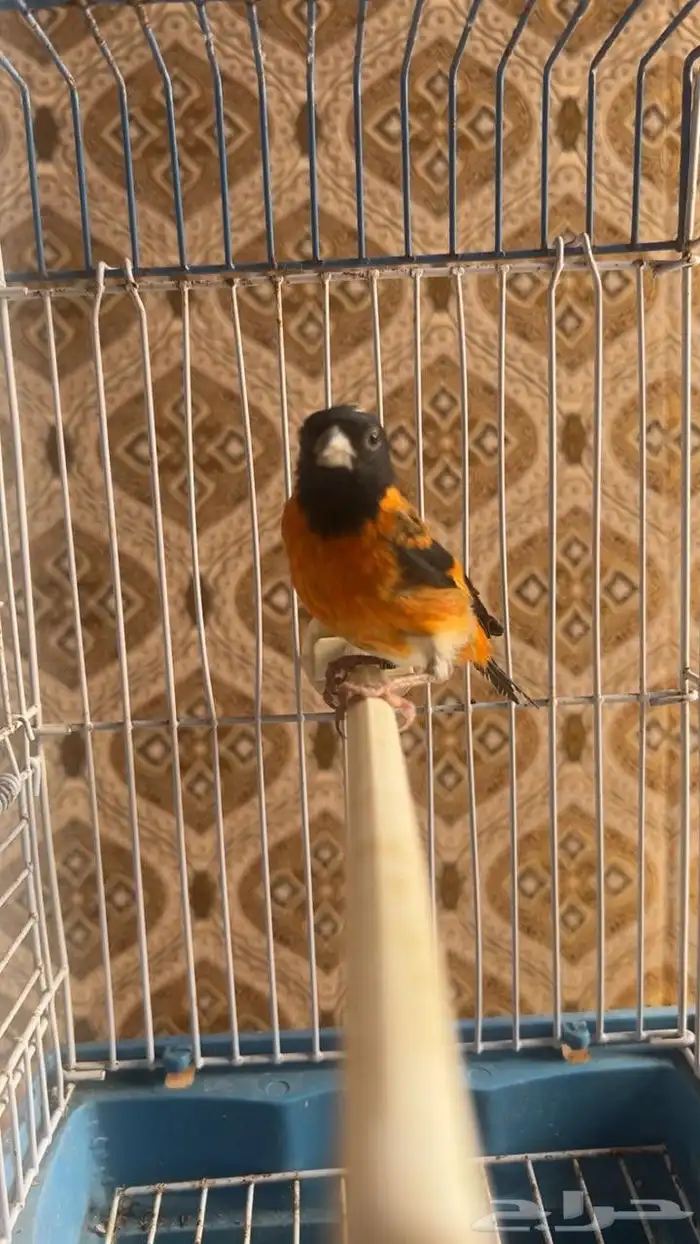 فحل سسكن احمر فنزولي منتج شرط علي انثى سسكن احمر 1