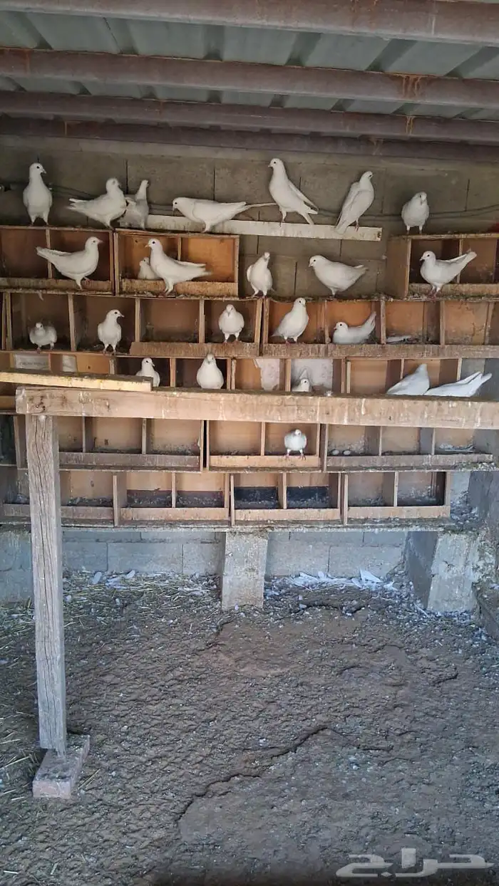 حمام فرنسي حجم جنبو 2