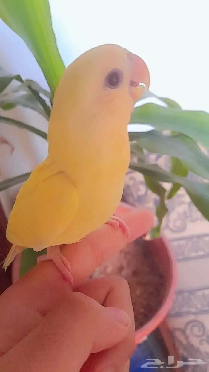 هدد فروخ روز هدد 9