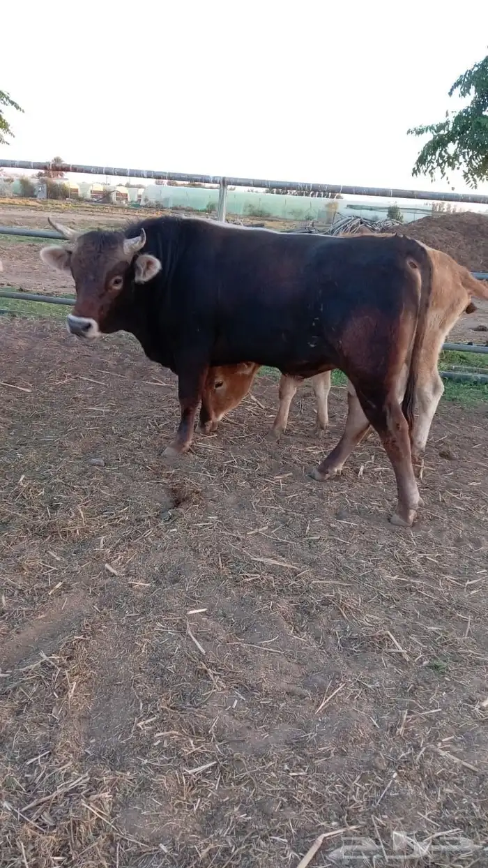 عرض بيع 10 عجول بلدي 9