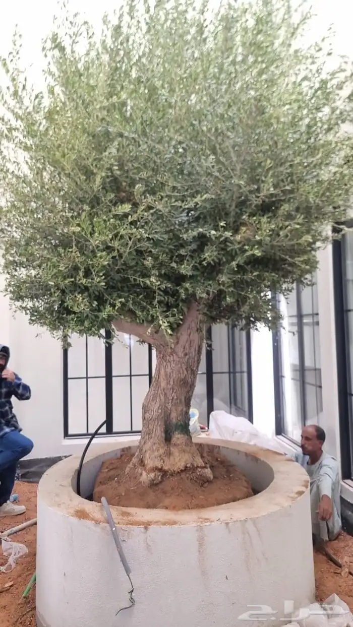 أشجار زينه زيتون 3