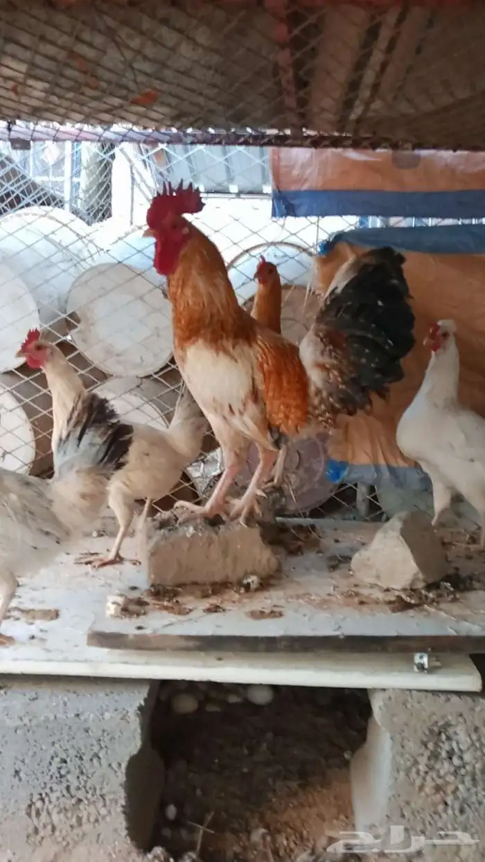 دجاج للبيع 4
