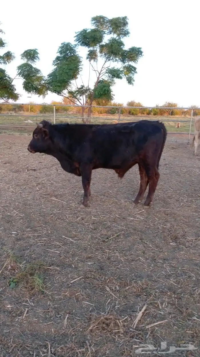 عرض بيع 10 عجول بلدي 7