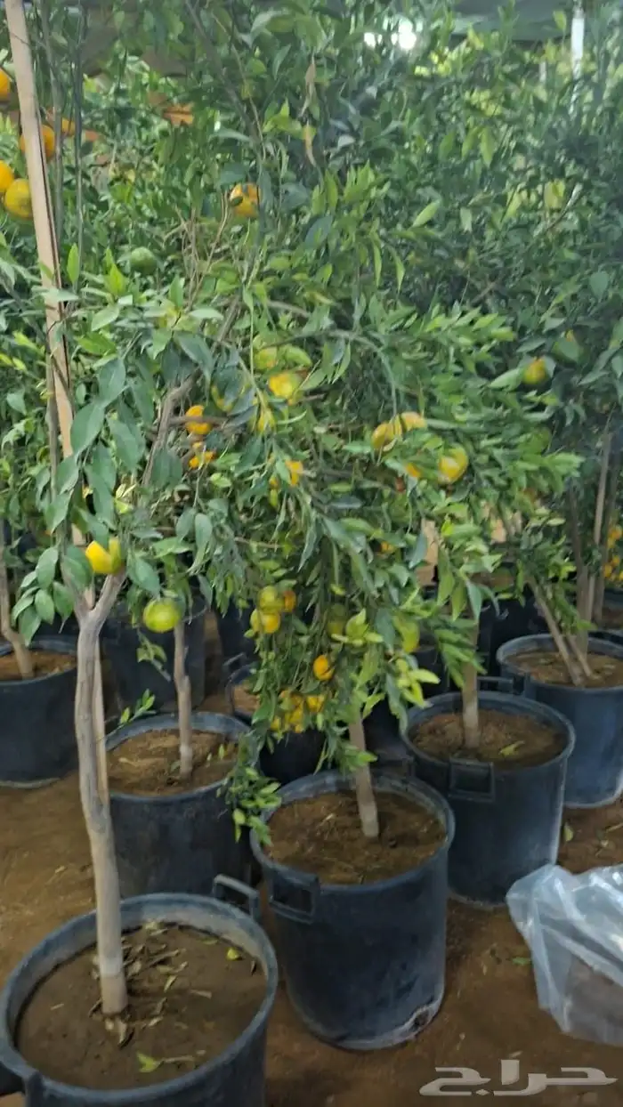 برتقال ابو صره برتقال يوسفي ليمو ابو زهيره ترنج احجام كبير 3