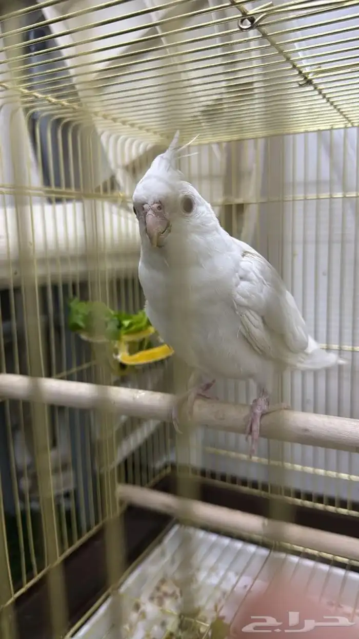 للبيع كروان اليف ذكر 0