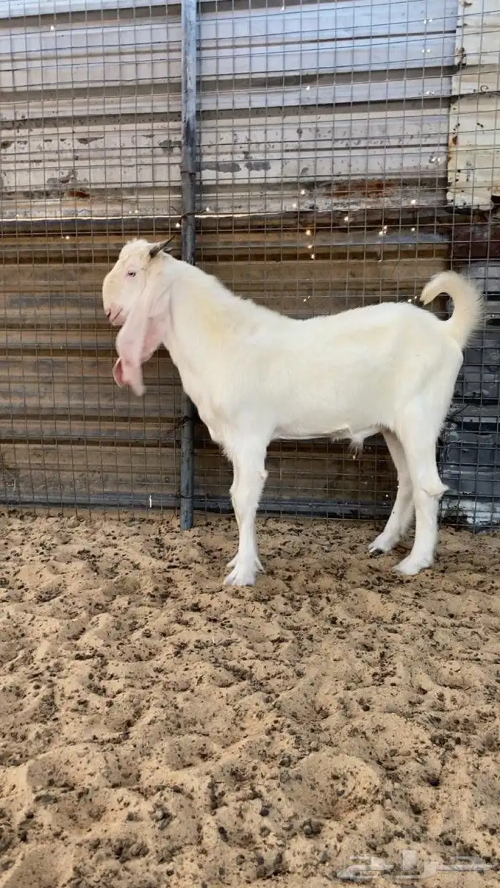 3 تيوس للبيع العمر حول 4 شهور 1