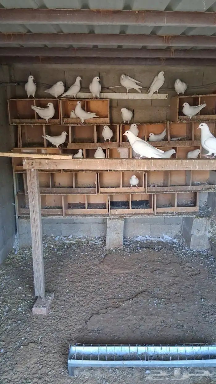 حمام فرنسي حجم جنبو 1