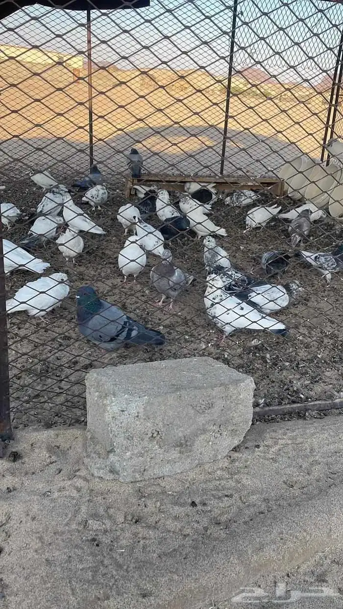 حمام جوز 10 0