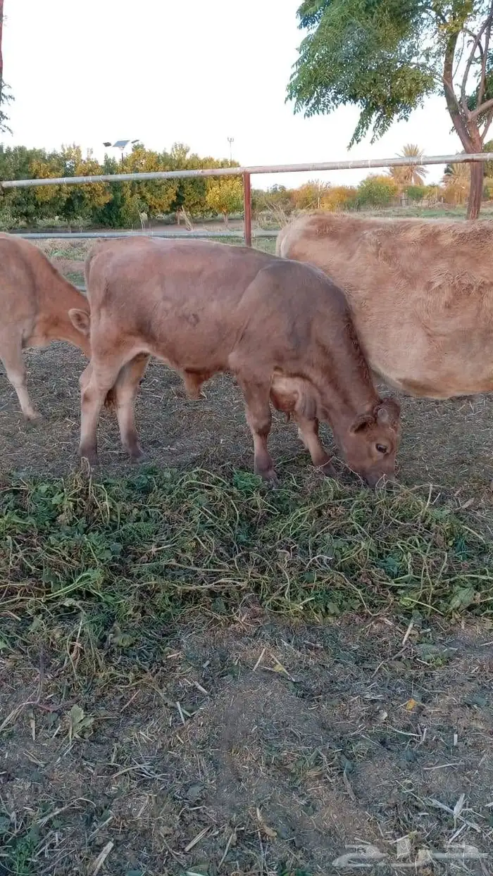 عرض بيع 10 عجول بلدي 3