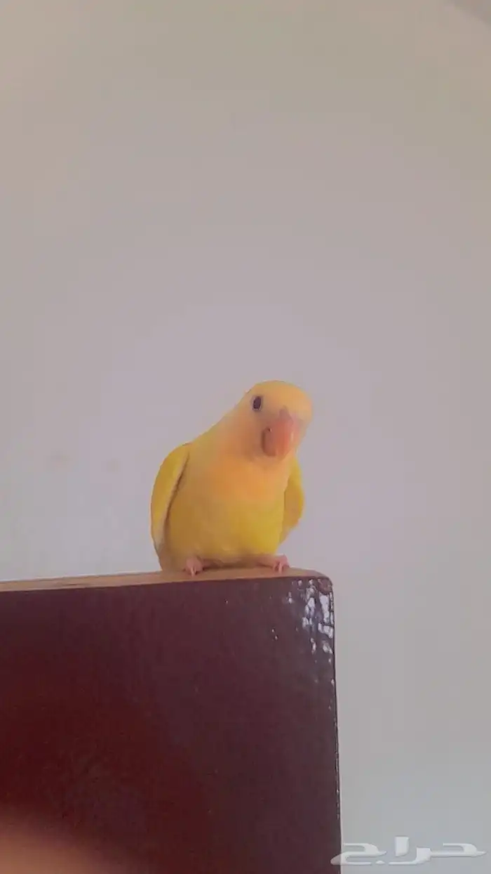 هدد فروخ روز هدد 8