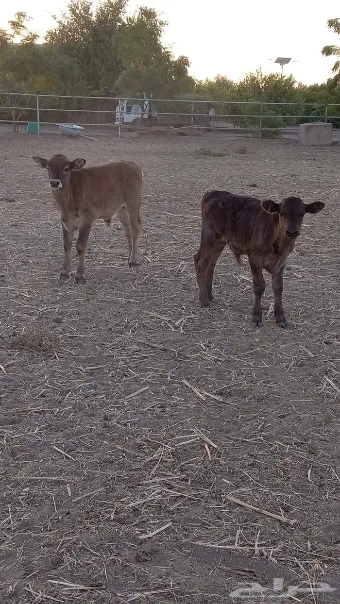 عرض بيع 10 عجول بلدي 0