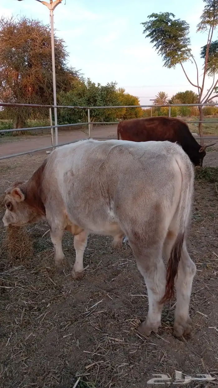 عرض بيع 10 عجول بلدي 5